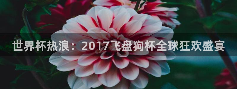 世界杯预赛赛程:世界杯热浪:2017飞盘狗杯全球狂欢盛宴